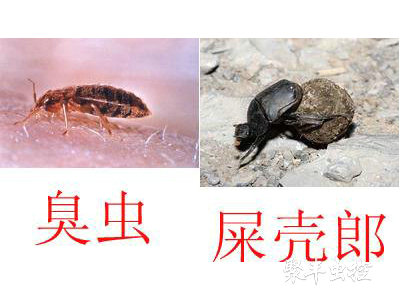 臭蟲(chóng)防治